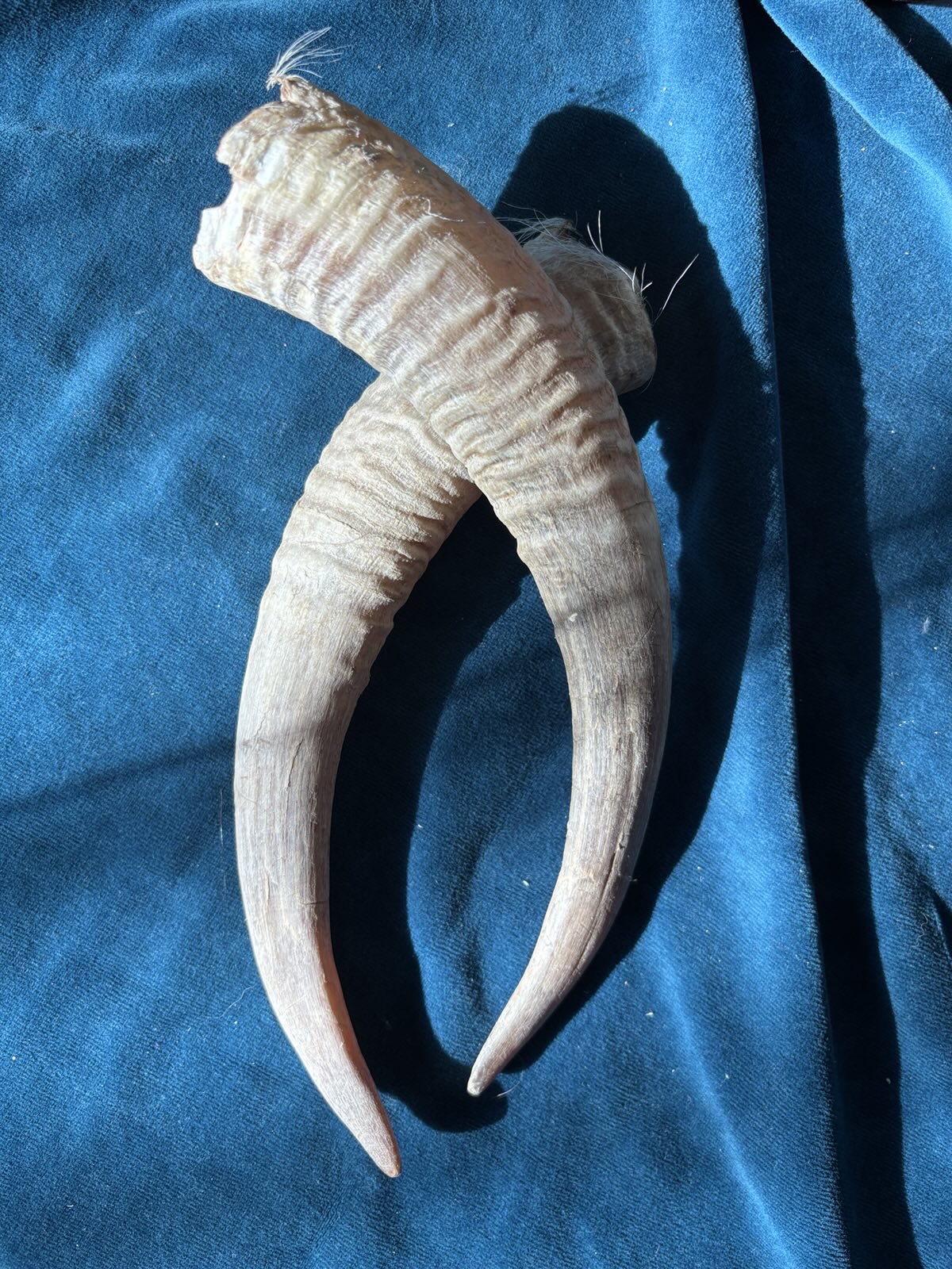 Goat Horns