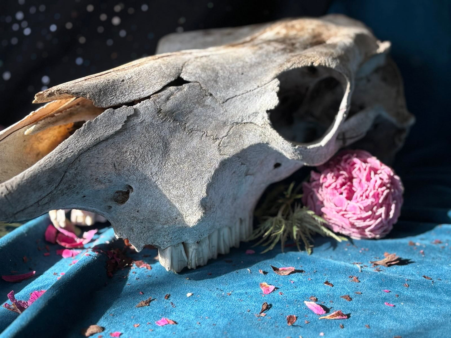 Cow Skull (Wild Harvested)