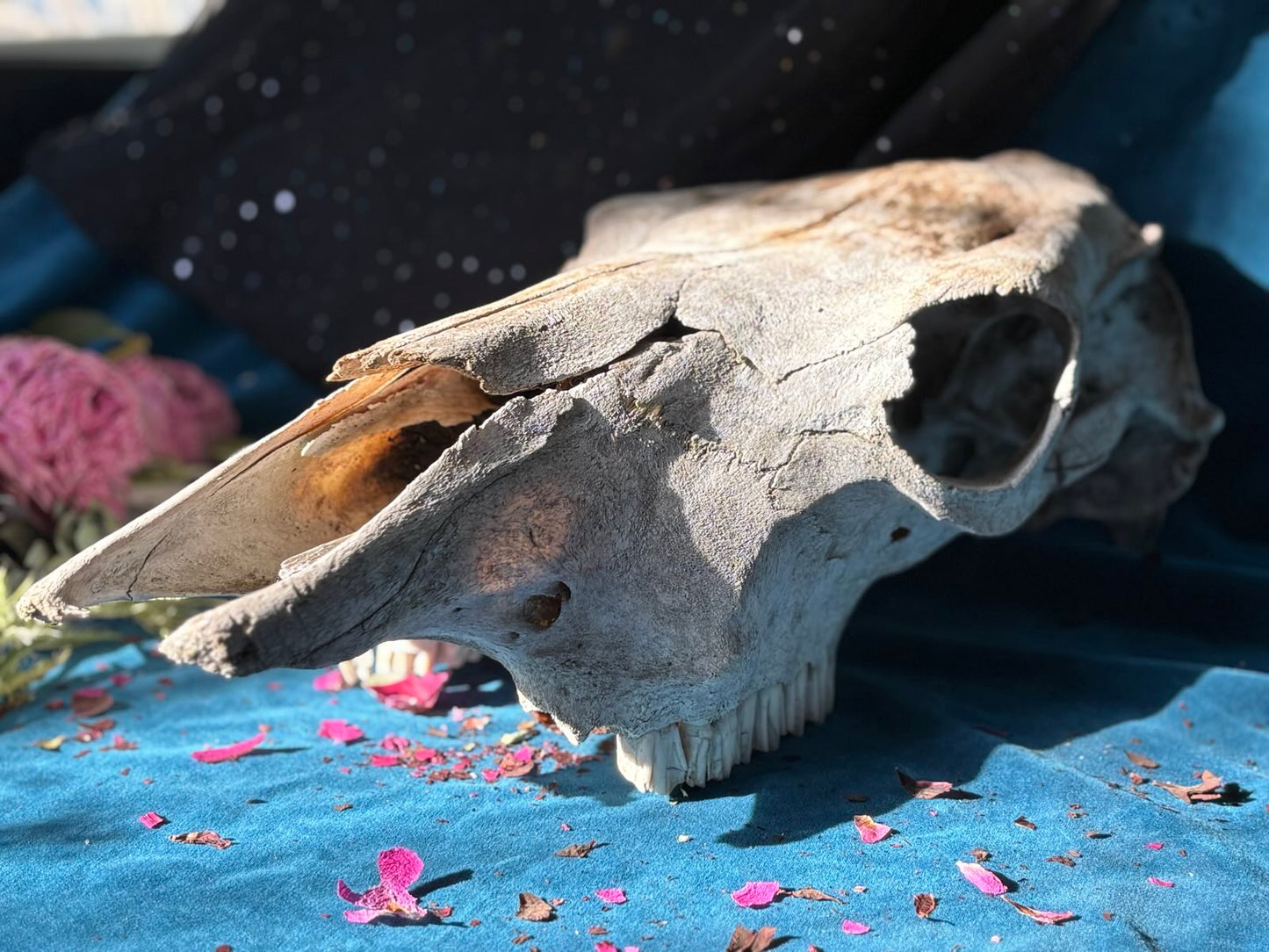 Cow Skull (Wild Harvested)