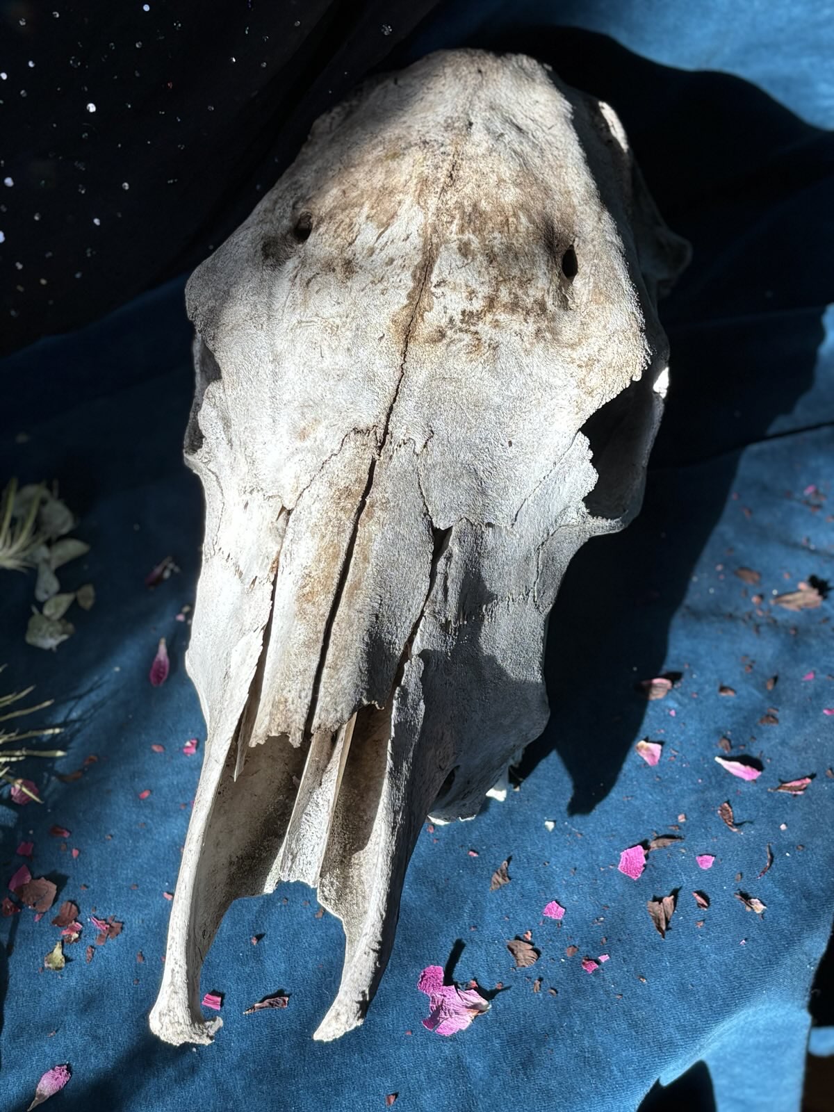 Cow Skull (Wild Harvested)