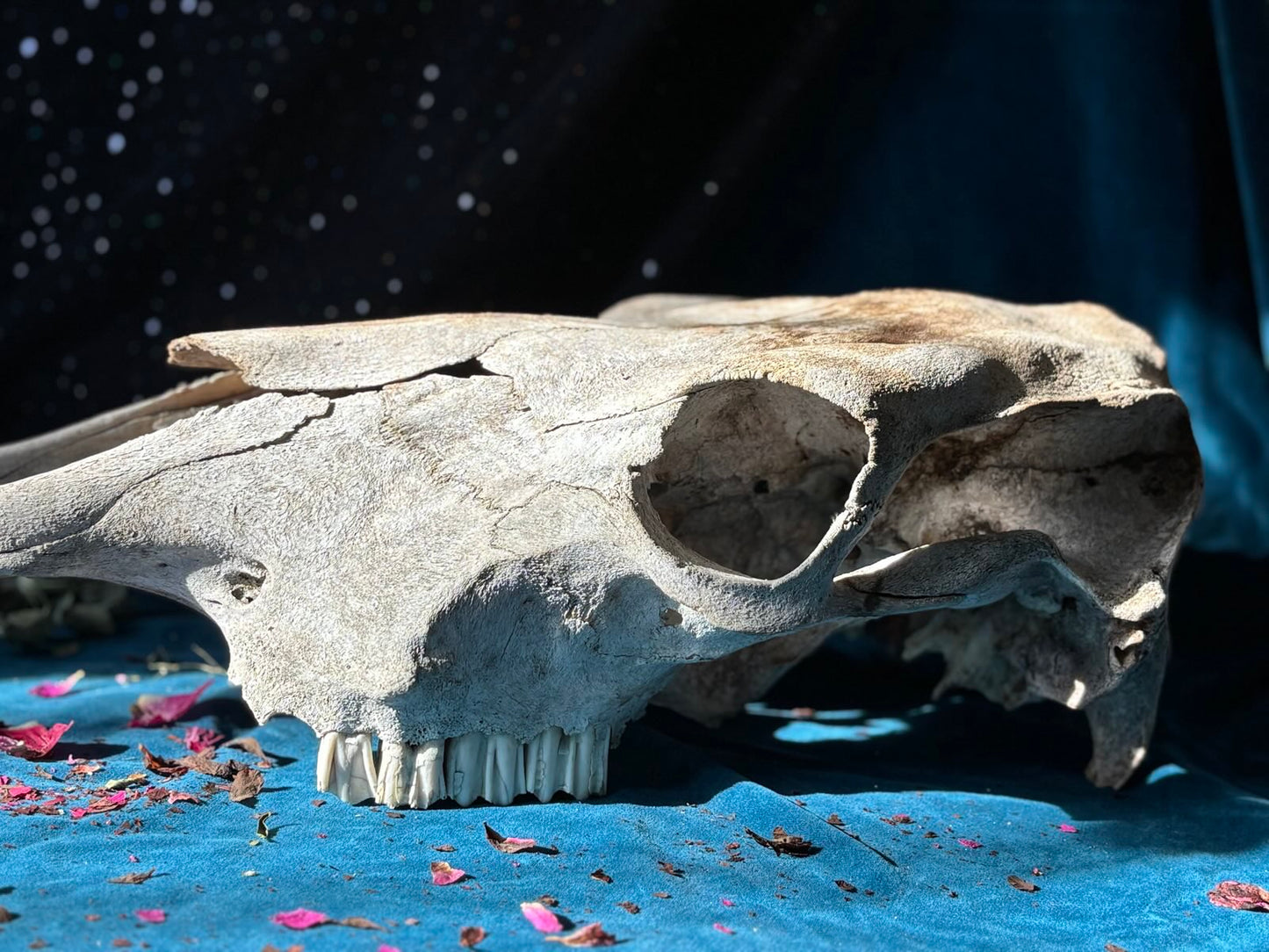 Cow Skull (Wild Harvested)