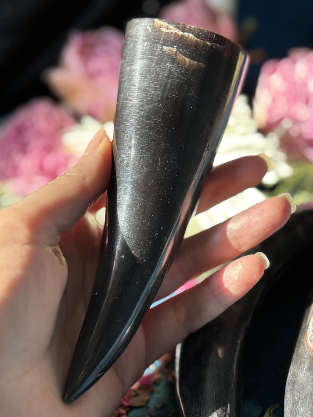 Polished Bull's Horn