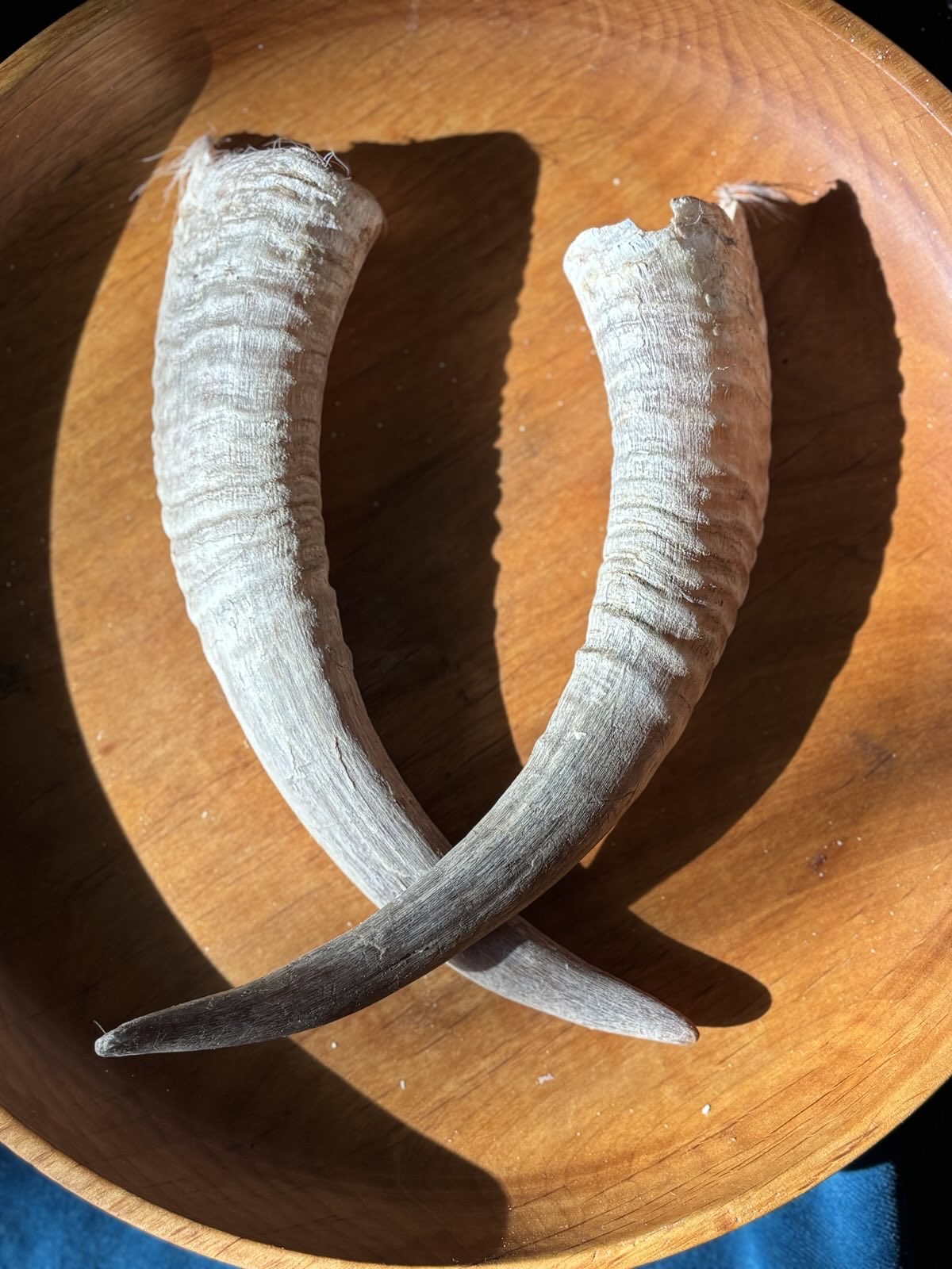 Goat Horns